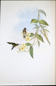 Ermite obscur (Phaethornis Obscura) - John (after) Gould