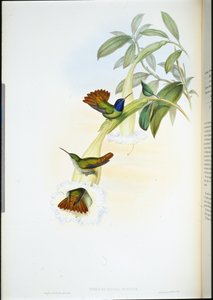 Colibri d