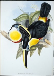 Toucan osculant