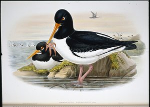 Huîtrier pie (Heamatopus Ostralegus) - John (after) Gould