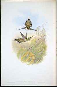 Ermite pâle (Phaethornis Anthophilis) - John (after) Gould