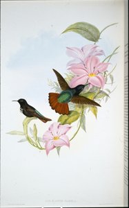 Rayon de soleil de Pamela (Aglaeactis Pamela) - John (after) Gould
