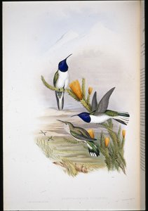Étoile des collines de Pichincha (Oreotrochilus Pichincha) - John (after) Gould