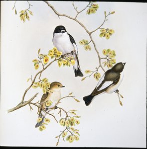Gobemouche noir (Muscicapa Atricapilla) - John (after) Gould