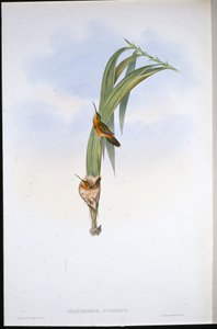 Ermite pygmée - John (after) Gould