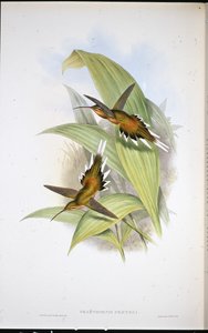 Ermite de Pretre (Phaethornis Pretrei) - John (after) Gould