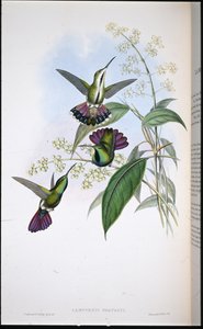 Mango de Prevot - John (after) Gould
