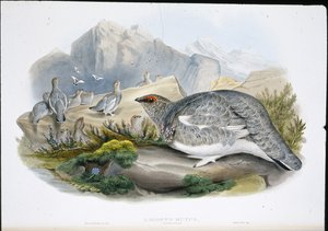 Lagopède (plumage d