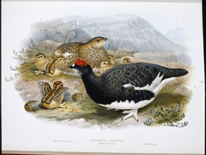 Lagopède (plumage d