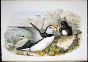Macareux moine (Fratercula Arctica) - John (after) Gould