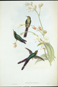 Comète à queue pourpre - John (after) Gould