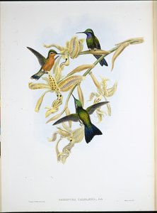 Colibri à gorge pourpre - John (after) Gould