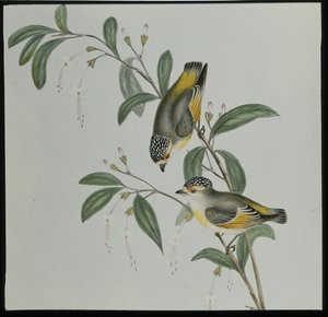Pardalote à gorge rouge (pardalotus rubricatus)