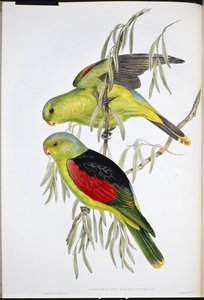 Lori à ailes rouges - John (after) Gould