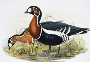 Oie à tête rousse - John (after) Gould