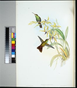 Amazili de Riegger - John (after) Gould