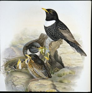 Merle à plastron - John (after) Gould