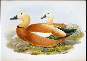 Tadorne casarca (Casaraca Rutila) - John (after) Gould