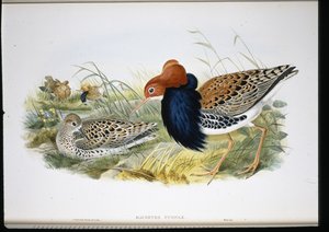 Combattant varié (Machetes Pugnax) - John (after) Gould