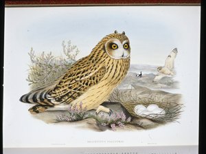 Hibou des marais (Brachyotus Palustris) - John (after) Gould
