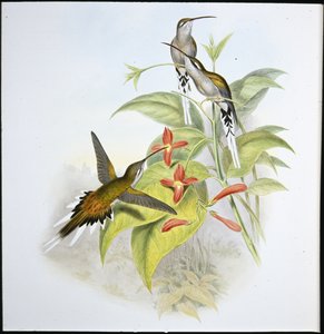 Ermite de Salle - John (after) Gould