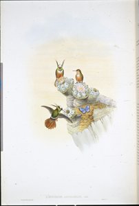 Coquette de Salvin - John (after) Gould