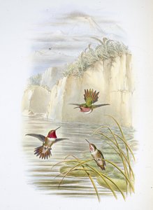 Porte-flamme de Salvin (Selasphorus ardens) - John (after) Gould