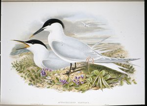 Sterne caugek (Actochel Cantiaca) - John (after) Gould
