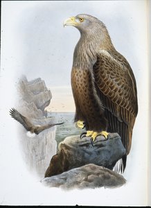Pygargue à queue blanche (Haliaetus Albicilla) - John (after) Gould