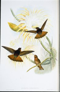 Rayon de soleil brillant - John (after) Gould