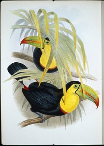 Toucan à bec court - John (after) Gould