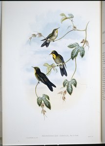 Ramphomicron de Simon (Ramphamicron Dorsale) - John (after) Gould