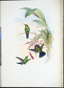 Érythronote de Sophia - John (after) Gould