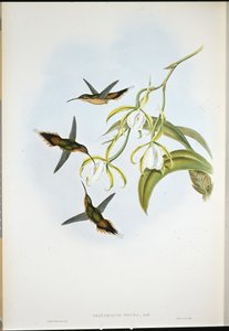 Ermite du sud (Phaethornis Zonura) - John (after) Gould