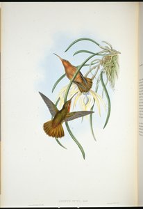 Scie-bec de Spix - John (after) Gould