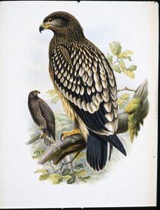 Aigle tacheté (Aquila Naevia)