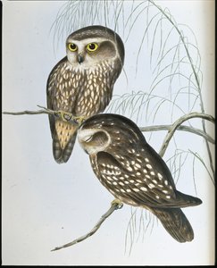 Chouette tachetée - John (after) Gould