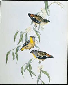 Pardalote tacheté - John (after) Gould