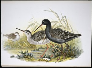 Chevalier arlequin - John (after) Gould