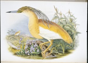 Héron crabier (Buphus Comatus) - John (after) Gould