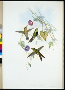 Colibri de Saint-Domingue - John (after) Gould