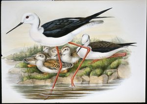 Échasse blanche - John (after) Gould