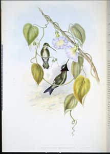 Héliomaster à poitrine rayée (heliomaster mesoleucus) - John (after) Gould