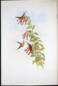 Ermite à gorge rayée - John (after) Gould