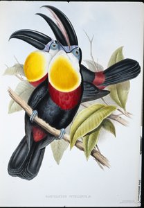 Toucan à poitrine blanche et jaune