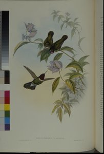 Ange du soleil - John (after) Gould