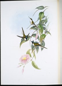 Gemme solaire (Heliactin Cornuta) - John (after) Gould