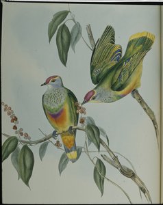 Pigeon fruitier de Swainson - John (after) Gould