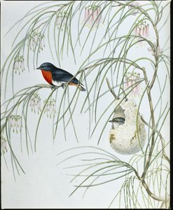 Dicaeum hirondelle (Dicaeum Hirundinaceum) - John (after) Gould