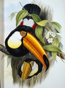 Toucan toco (Ramphastos Toco) - John (after) Gould